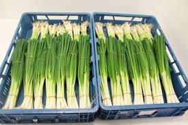3 fresh ways to get a taste of early spring. First German Spring Onions Extremely Early