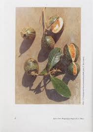 Image result for Voacanga chalotiana