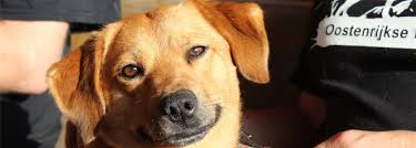 Alert assertief toegewijd vriendelijk levendig speels. Die Rasse Klub Fur Osterreichische Pinscher