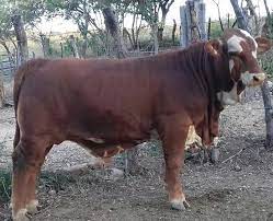 Pin De Omar Antonio En Beefmaster Rancho De Ganado Ganado Bovino Ganado