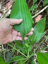 Image result for Dracaena aubryana