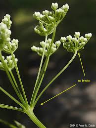 Image result for Pimpinella trifurcata