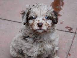 F1 Colliedoodles Pra Clear And Health Tested Nantwich Cheshire Pets4homes Dog Crossbreeds Puppies Border Collie Puppy Training