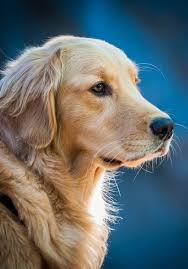 Golden Retriever So Cute Reminds Me Of My Kosie Dog Dog Breeds Golden Retriever Top 10 Dog Breeds