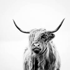 Black And White Bull Canvas Black And White Photo Of A Highland Cow Google Search Highland Cow Art Cow Canvas Highland Cow Canvas