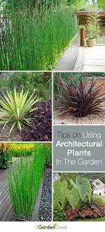 Using Architectural Plants In The Garden The Garden Glove Architectural Plants Plants Outdoor Plants