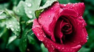 Nature Wallpaper With Red Rose Flower And Water Drops Rose Flower Wallpaper Purple Flowers Wallpaper Beautiful Flowers Wallpapers