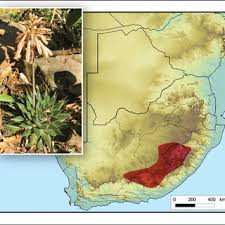 Image result for Aptosimum marlothii