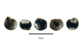 Image result for Phytolacca dodecandra