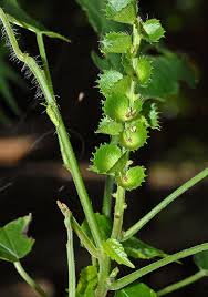Image result for Acalypha ornata