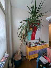 Image result for yucca gigantea en casa