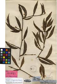 Image result for Begonia rubronervata