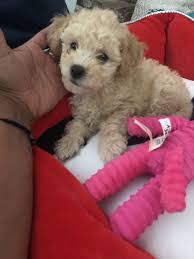 Pin By Milanluv On Chyna Rose Animals Dogs