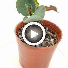 Image result for Monadenium pedunculatum