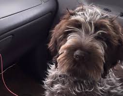 Buy or research wirehaired pointing griffon puppies. Wirehaired Pointing Griffon Breeders Near Me