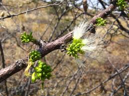 Image result for Albizia anthelmintica