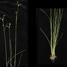 Image result for Rhynchospora holoschoenoides