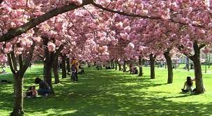 Resultado de imagem para brooklyn botanical garden