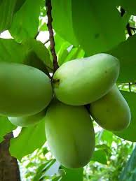 Over the last couple of decades the population of great britain seems to have acquired a taste for more exotic fruits. Buy Unusual Fruit Trees Online The Tree Center