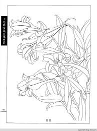 工笔画白描 春夏 二 水韵清香的日志 网易博客 humanoid sketch art