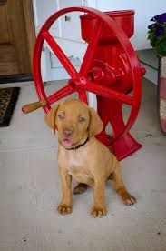 Vizsla puppy pictures information the vizsla is the national hound of hungary and its history goes back to the middle ages. Puppies Glory Days Vizslas