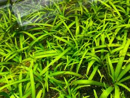 Image result for Fuirena sagittata