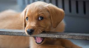 These toys are probably the best way on how to help a teething dog as they provide relief. Puppy Teething And Teeth A Complete Guide To Your Puppy S Teeth