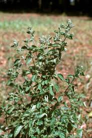 Image result for Hyptis