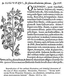 Image result for Turbina longiflora