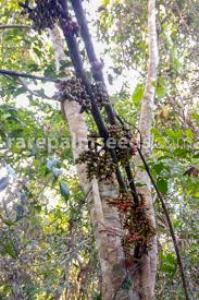 Image result for Gnetum