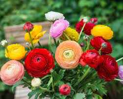 They grow from tubers or corms. Ranunculi All About Growing Ranunculus Bulbs Farmer Gracy S Blog