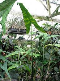 You can say this is the optimum. Alocasia Zebrina Alocasia Zebrina Reticulata Plant Lust