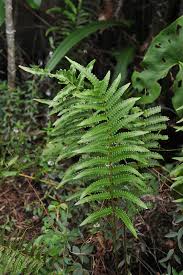 Image result for Cyclosorus interruptus