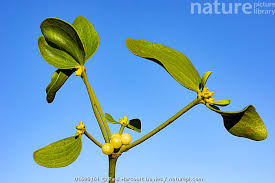 Image result for Viscum