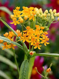 Annie S Annuals Perennials Hooray For Labor Day Sale Asclepias Beautiful Rose Flowers Milkweed