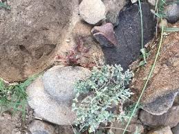 Image result for Seddera suffruticosa