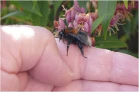 It is in no way going to stop bees but it can help deter some of them. How To Deal With Bumblebees In Your Roof Updated Prof Jeff Ollerton Consultant Ecological Scientist And Author