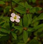 Image result for Melastomastrum segregatum