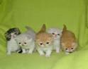Exotic Shorthair For Sale - Hoobly Classifieds