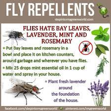 Fly Repellents Natural Fly Repellant Fly Repellant Diy Pest Control