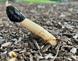 Image result for Hypolytrum pynaertii