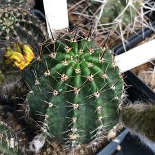 Image result for Cavacoa aurea