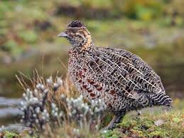 Image result for Scleria melanomphala