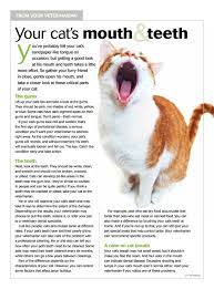 Dental Health For Cats More Information At Http Www Bfvc Co Dental Pet Dental Care Animal Hospital Feline Health