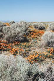 See more ideas about antelope, valley, lancaster california. Naturalized Crops Of Vivid Orange California Poppy Flowers In Antelope Valley California Poppy Reserve Landscape California Poppies Stock Photo 192204544