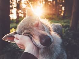 Dans différents endroits et situations lorsqu'il est encore jeune. Un Jeune Tcheque Immortalise Son Chien Dans De Superbes Photos De Voyage Biba Magazine