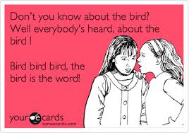 Bird Bird Bird Bird Is The Word Pin On Family Guy