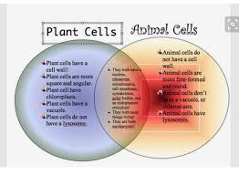 Both types of cells do have a nucleus, which is expected. Pin On Pulmonary Diseases Interstitial Lung Disease Fibrosis Pulmonary Hypertension