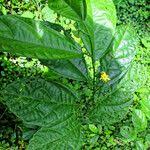 Image result for Glyphaea