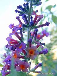 Bi Colored Butterfly Bush Planting Flowers Butterfly Bush Beautiful Flowers